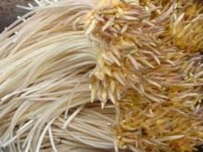  Nơi Mua Ngó Sen Tươi Chất Lượng Tại Huyện Thạnh Hóa, Long An